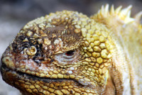 Land iguana, Isabela Island, Galápagos Islands, Ecuador Land iguana, Isabela Island, Galápagos Islands, Ecuador