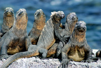Marine iguanas sunbathing, Fernadina Island, Galápagos Islands, Ecuador Marine iguanas sunbathing, Fernadina Island, Galápagos Islands, Ecuador