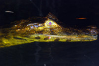Yacare Caiman, night boat safari, Noel Kempff Mercado National Park, Bolivia