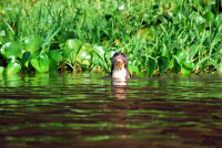 Giant river otter, Noel Kempff Mercado National Park, Bolivia
