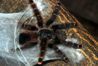 Tarantula, Flor de Oro, Noel Kempff Mercado National Park, Bolivia
