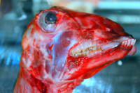 Goat's head delicacy, Central Market, Mendoza, Argentina
