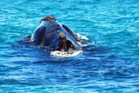 Southern right whale, Peninsula Valdes, Argentina
