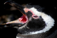 Magellanic penguin, Punta Tombo Provincial Park, Patagonia, Argentina