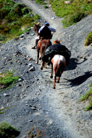 Delivering supplies, Ascencio Valley, Torres del Paine NP, Chile