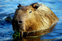 Capybara, Esteros del Ibera, Argentina