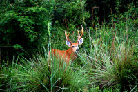 Marsh deer, Esteros del Ibera, Argentina