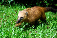 Coati, Macucu nature trail, Iguazu Falls national park, Argentina