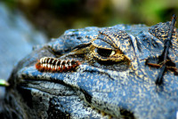 Yacare Caiman and friend, Esteros del Ibera, Argentina