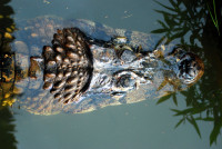 Black Caiman, Mamiraua Sustainable Development Reserve, The Amazon, Brazil