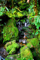 En route to The Lost World, Montane rainforest envelops the slopes of Roraima, Canaima National Park, Venezuela