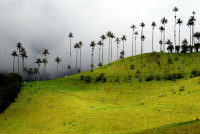 Wax palms, Valle de Cocora, Colombia