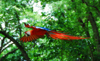 Scarlet macaw in flight, Hacienda Bambusa, Armenia, Colomia