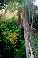 Early morning canopy walk, Kakum National Park, Ghana, West Africa