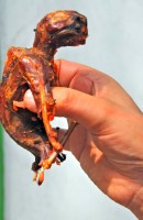 Roasted fruit bat, a delicacy of Kumasi, Ghana, Africa