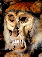 Monkey head, fetish market, Bamako, Mali, Africa