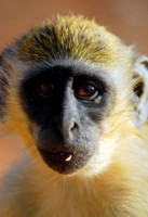 Vervet monkey, Parc National du Niokolo-Koba, Senegal, Africa