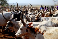 Cattle market, Kati village, Mali, Africa