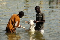 Laundry day (even the goats get a thorough clean), Kayes, Mali, Africa