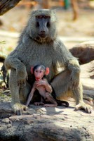 Baboons, Mole National Park, Ghana, Africa