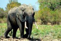 West African Elephant, Mole National Park walking safari, Ghana, Africa
