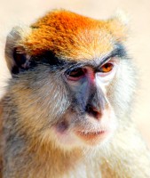 Red colobus monkey, Abuko Nature Reserve, Fajara, The Gambia, Africa