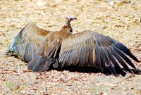 Wood vulture sunbathing, Abuko Nature Reserve, Fajara, The Gambia, Africa