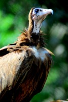 Wood vulture, Abuko Nature Reserve, Fajara, The Gambia, Africa