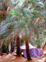 Terjit oasis, Mauritania, Africa