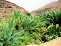 Terjit oasis is surrounded by the Sahara desert, Mauritania, Africa