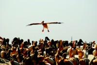 Clear the runway! Great White Pelican breeding grounds, Parc National des Oiseaux du Djoudj, Senegal, Africa