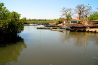 Mangroves along the Gambia River at Lamin village, The Gambia, Africa