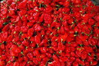 Red hot chilis, Serrekunda market, The Gambia