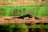 Nile crocodile, Gambia River, Niokolo-Koba National Park, Senegal, Africa