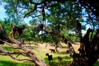 Tree-climbing goats, near Essaouira, Morocco, Africa