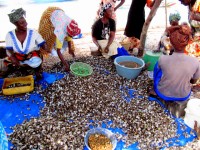 Shucking oysters and clams, Falia village, Sine-Saloum Delta, Senegal, Africa