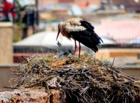 Stork nest and chicks, Palais el-Badi, Marrakesh, Morocco, Africa