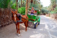 Christi the caleche driver, Tozeur, Tunisia, Africa