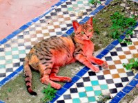 Dyed pink cat, Saadian tombs, Marrakesh, Morocco, Africa
