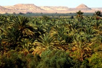 Bahariya Oasis, Western desert, Egypt, Africa