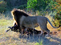 Lion drags its kill away from prying eyes, Maasai Mara safari, Kenya, Africa