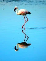 Greater Flamingo, Lake Nakuru National Park, Kenya, Africa