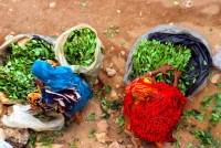 Oromo women peddling chat, Harar, Ethiopia, Africa