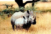 White rhino (mother and baby), Lake Nakuru National Park, Kenya, Africa