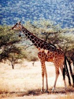 Reticulated giraffe, Samburu National Reserve game drive, Kenya, Africa