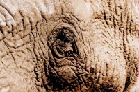 The eye of the elephant, Marsabit National Park, Kenya, Africa