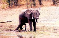 Frisky elephant, Samburu National Reserve, Kenya, Africa