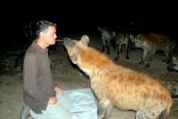 Hyena feeding, Harar, Ethiopia, Africa