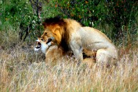 Lions mating, Maasai Mara National Reserve, Kenya, Africa