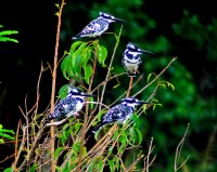 Pied Kingfishers, Murchison Falls National Park, Uganda, Africa